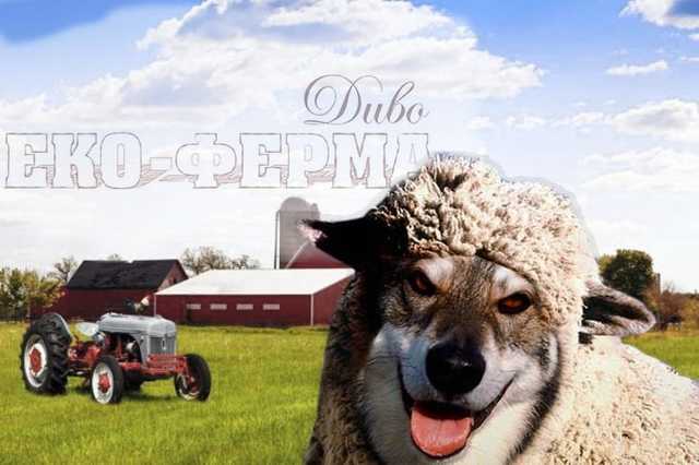 Сираївські фермери: як нищиться перспективна екоферма