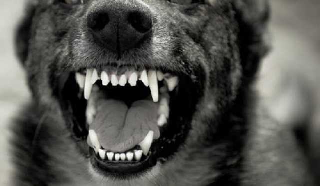 В Харькове бойцовские псы загрызли свою 81-летнюю хозяйку