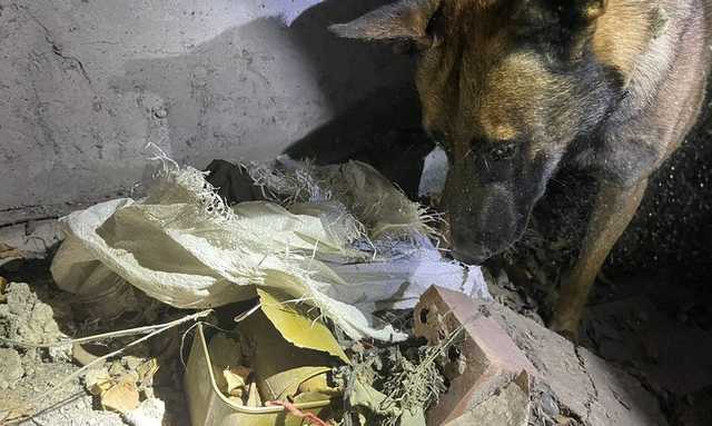 Тайник с патронами и взрывчаткой выявлен на окраине Светлодарска, - ООС