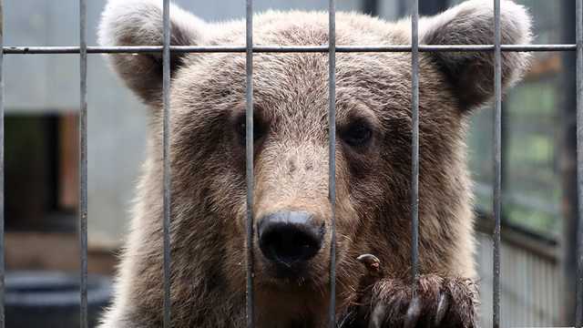 В России медведь напал на ассистентку дрессировщика во время представления