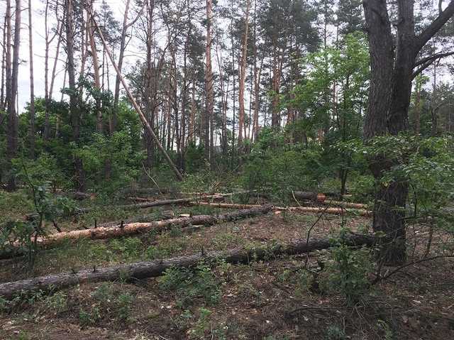 Депутаты Обуховского городского совета отправили 18 гектаров леса под застройку