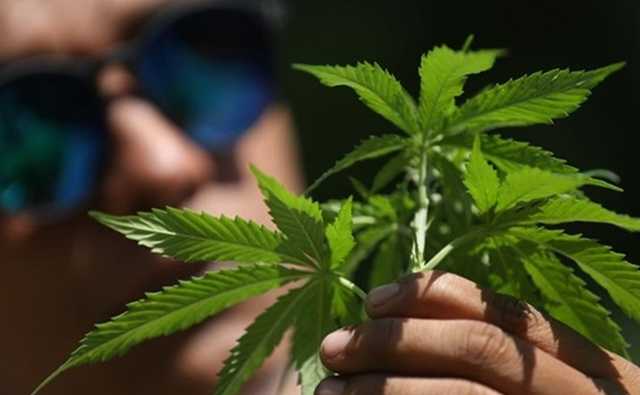 Люксембург первым в Европе легализовал выращивание марихуаны