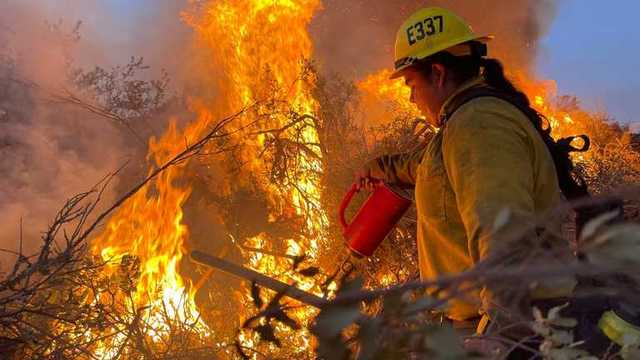 В Калифорнии придется уничтожить 10 тысяч деревьев после масштабных лесных пожаров