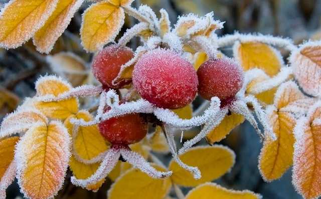 Ближайшей ночью в Украине ударят морозы до -7 градусов