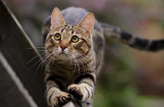 Заливала в рот пиво: в Кривом Роге 18-летняя девушка издевалась над кошкой