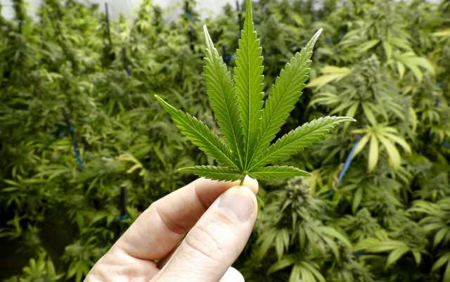 Нардеп «Голоса»: марихуану легализуют в ближайшее время