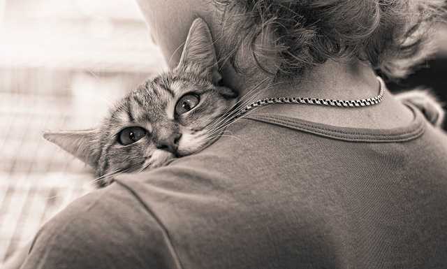 В Белой Церкви наказали живодера, который волочил за собой обессиленного кота