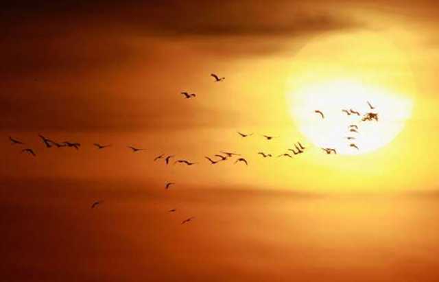 Перелітні птахи можуть припинити зимову міграцію, – вчені