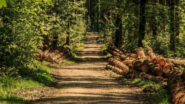 В заповеднике Киевской области полиция искала двух туристов, которых подвел навигатор