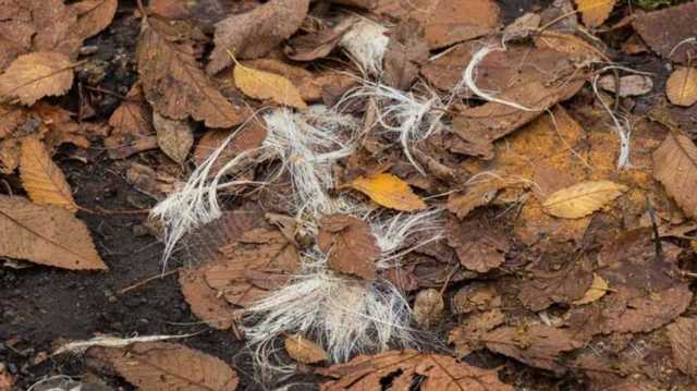 Неизвестные разбросали шкуры собак возле школы в Днепре