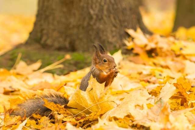 В воскресенье в Украине начнет холодать, ожидаются туманы