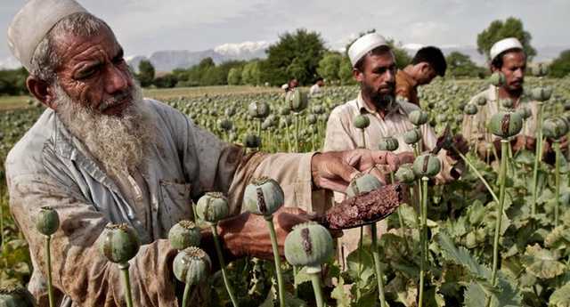Поток опиума из Афганистана значительно вырос в этом году