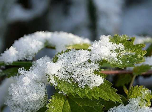В Черниговской и Сумской областях выпал снег
