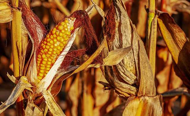 Минагрополитики ожидает рекордный урожай кукурузы в Украине