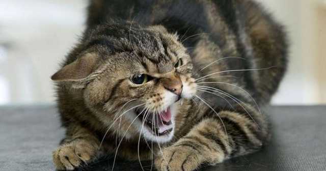 В селе на Волыни бешенный кот напал на домашнего пса и умер