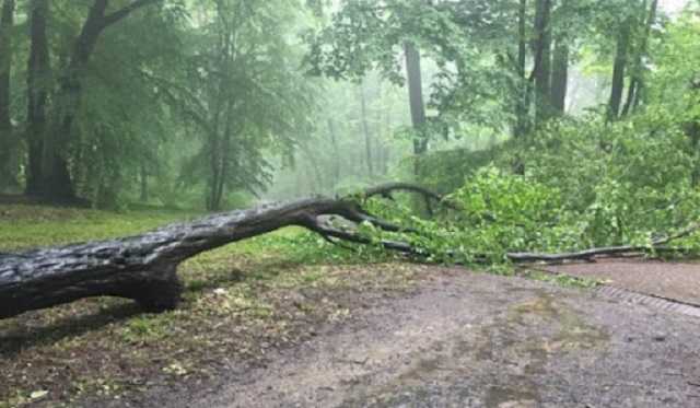 Под Харьковом рухнувшее дерево убило женщину