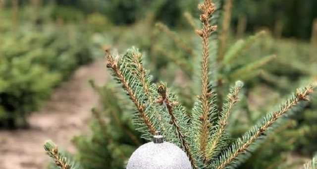 В Украине начались продажи елок: сколько стоит и где купить