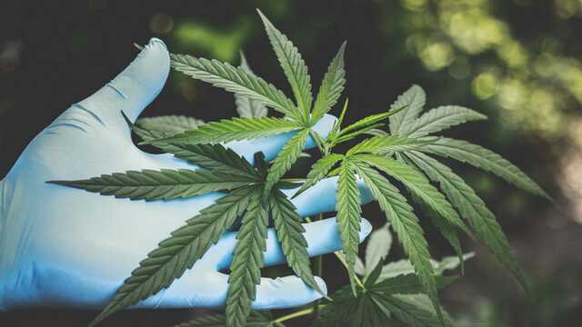 Мальта первой в ЕС легализует каннабис для личного пользования