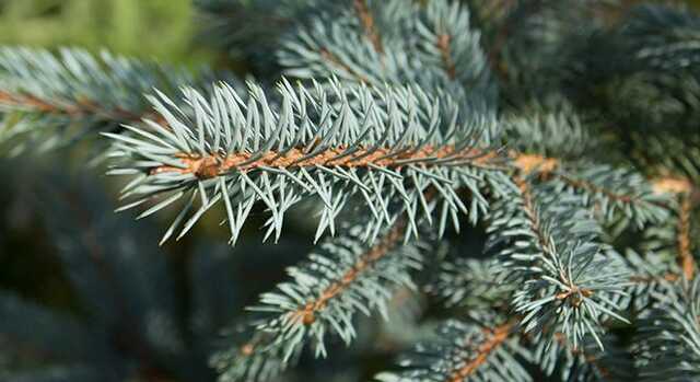 В Киеве перед Новым годом обработали ёлки неприятно пахнущими растворами