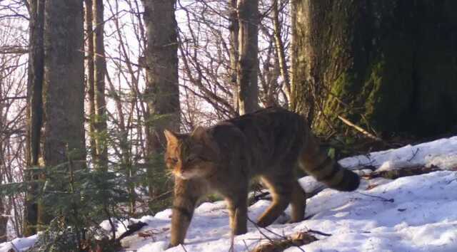 В Карпатах фотоловушки сняли самого загадочного жителя леса