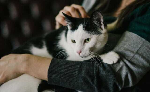 В Кривом Роге оштрафовали девушку, которая напоила пивом кошку