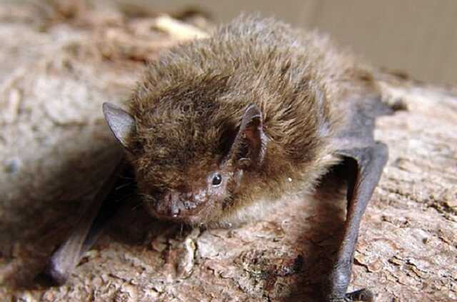 В Харькове на балконе многоэтажки поселилось более полутысячи летучих мышей