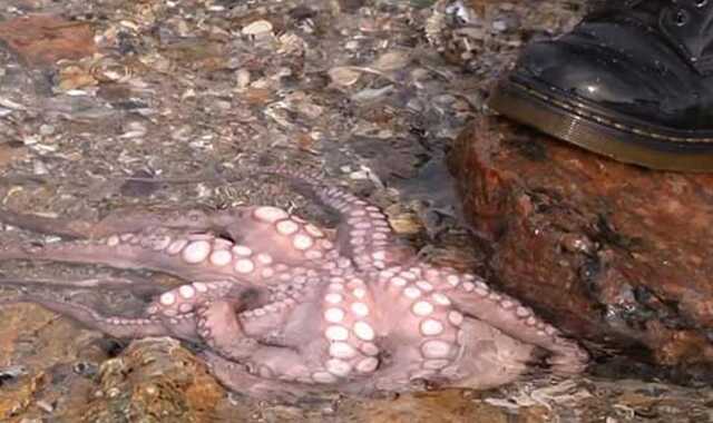 В Азовском море заметили осьминога