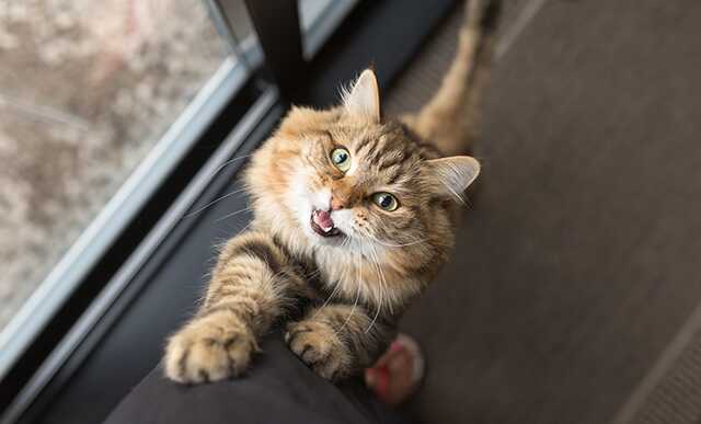 На Харьковщине школьница била кота ногой, а подружка смеялась и снимала на телефон