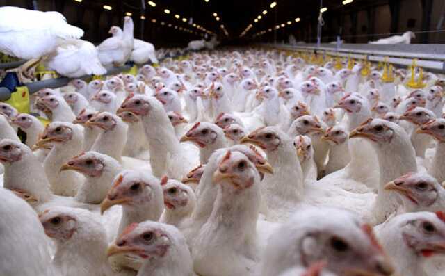 Производители курятины в Украине заявили о возможной остановке фабрик из-за цен на газ