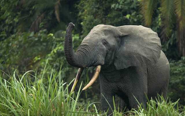 WWF предупредил о риске самого массового вымирания животных со времен исчезновения динозавров