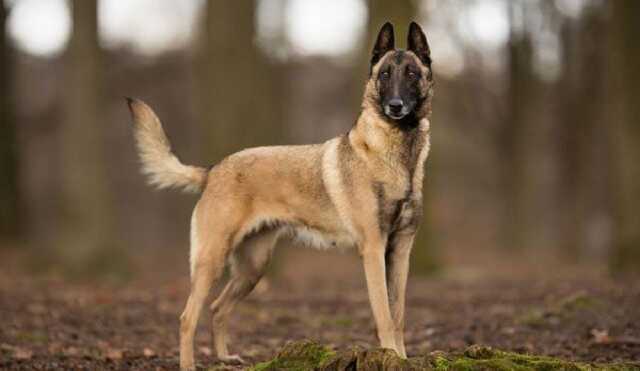 В Яворове охотники застрелили бельгийскую овчарку