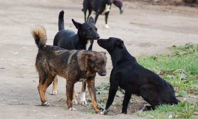 В Запорожье стая бездомных собак напала на 11-летнего ребенка