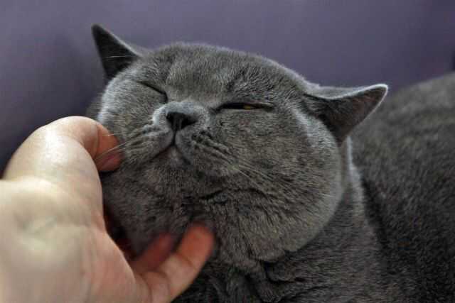 Полчаса в стиральной машине: в Днепре ветеринары спасли кота после экстремальных водных процедур