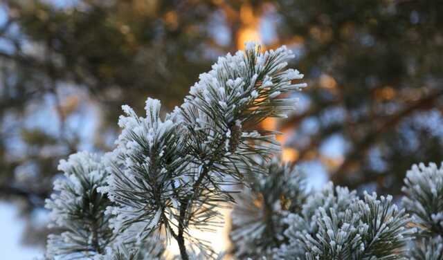 На Украину надвигаются морозы до минус 23 градусов: где будет холоднее всего