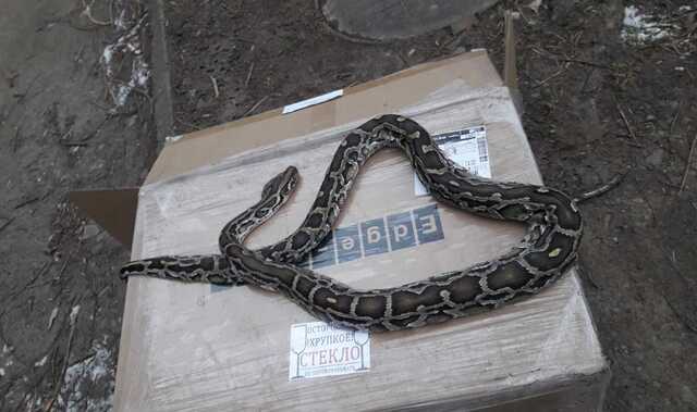 В Черновцах на улице нашли питона: рептилию просто выбросили на мусор