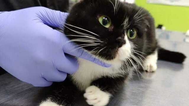 В Днепре нашли подстреленную кошку: ее владелицу убили