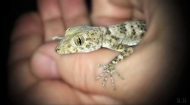 В Одессе ящерицы поселились в доме и заползают к жильцам