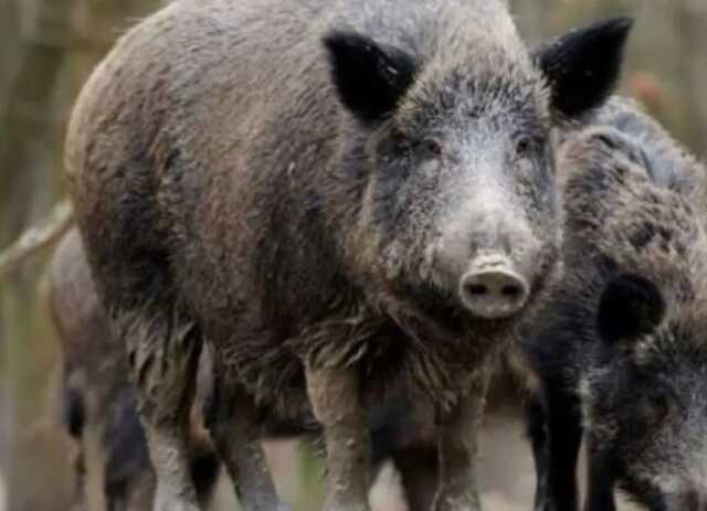 В Моршине стадо диких кабанов выбежало на дорогу: появилось видео