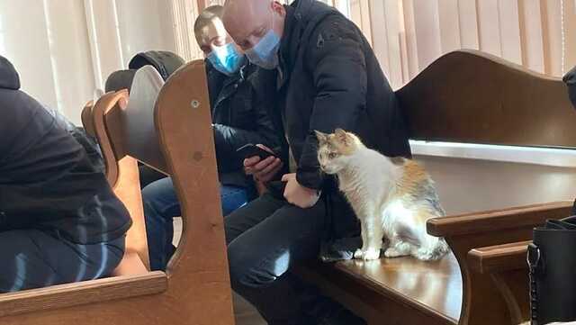 В Киеве на заседание Святошинского суда пришел кот