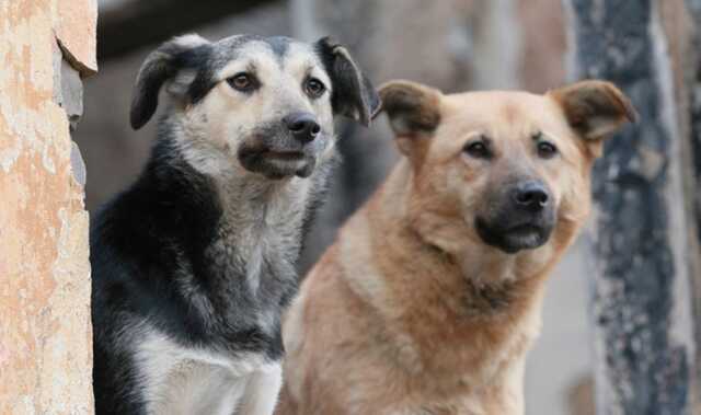 В Одессе купят квадрокоптеры для слежки за бродячими собаками на улицах