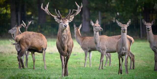 Омікрон заражає тварин: у США в оленів виявили антитіла до коронавірусу