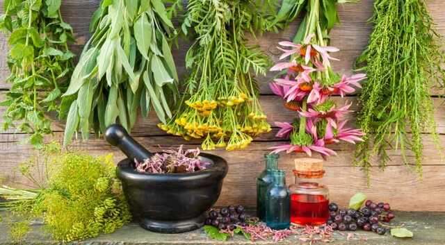 ГП «Укрлечтравы» уже три года не выращивает лекарственные травы