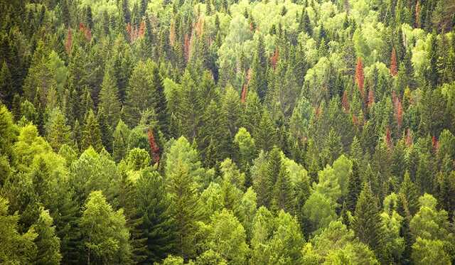 В Карпатах крупный участок леса незаконно вывели под горнолыжный курорт
