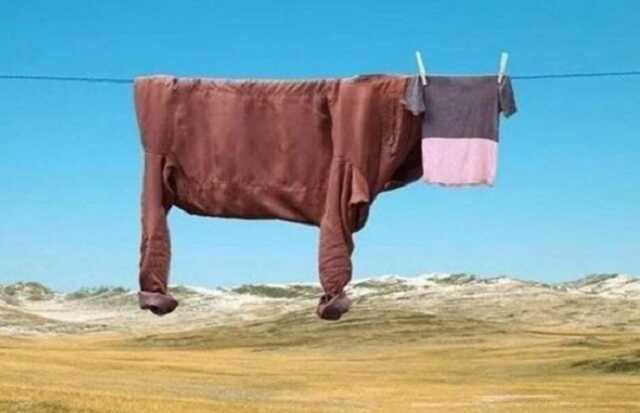 Почему исчезают коровы в Украине?