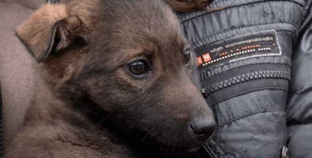 Щенок проехал под капотом авто более 100 км из Кривого Рога в Кропивницкий