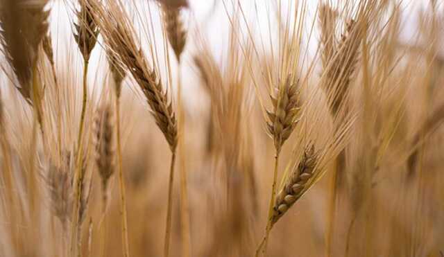 Украина на 26% увеличила агроэкспорт в ЕС