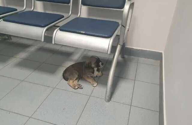 Под Киевом в отделение полиции подбросили щенка