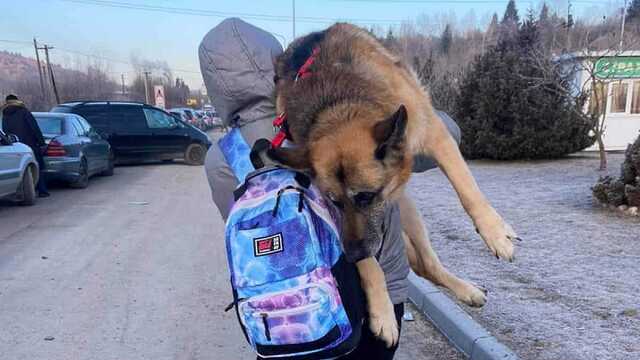 Украинцы несли старую собаку 17 километров, чтобы пересечь с ней границу