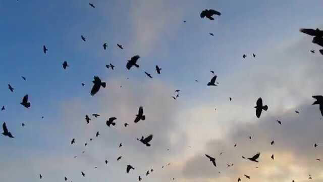 Кремль придумал новый фейк – якобы украинские птицы заносят грипп в Россию