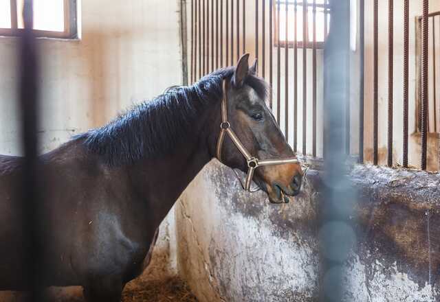 "Лошади скучают по общению": киевляне подкармливают обитателей конного клуба в военное время